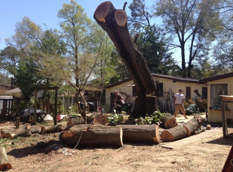 tree-removal-1